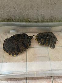 Tartarughe acqua adulte