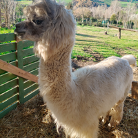Alpaca femmina