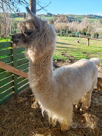 Alpaca femmina
