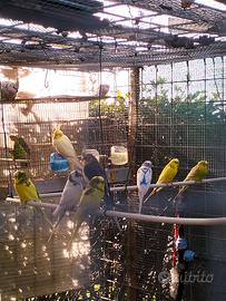 cocorite