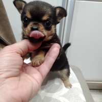 Chihuahua mini Toy