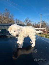 Cucciolo pastore abruzzese