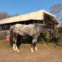 Cavallo Appaloosa