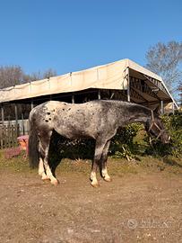 Cavallo Appaloosa