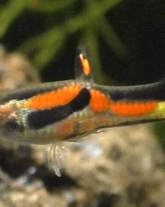 Pesci guppy e platy per acquario dolce