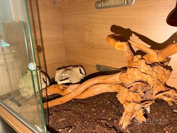 Teca in legno per rettili