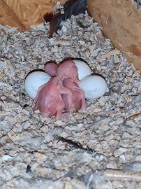 Parrocchetto dal collare Albino