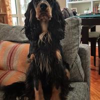 Cocker spaniel per accoppiamento