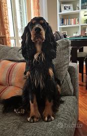 Cocker spaniel per accoppiamento