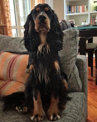 Cocker spaniel per accoppiamento