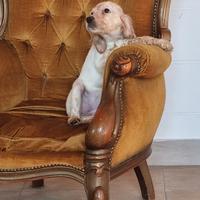 Setter inglese