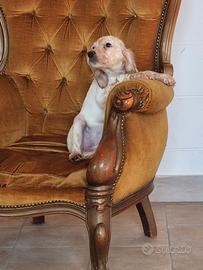 Setter inglese
