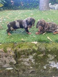 Maschietti di bassotto nano cioccolato arlecchino