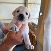 Cuccioli di Labrador