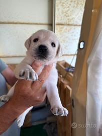 Cuccioli di Labrador