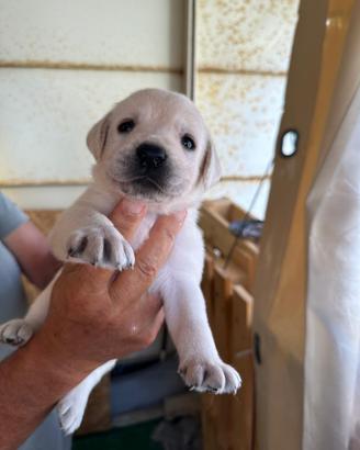 Cuccioli di Labrador