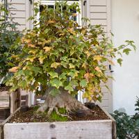 Bonsai acero tridente