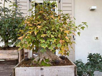 Bonsai acero tridente