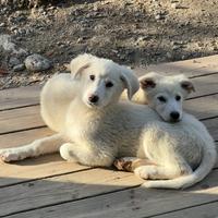 Sole e Goan, cuccioli taglia media Adozione