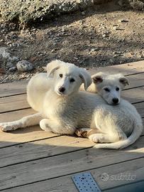 Sole e Goan, cuccioli taglia media Adozione