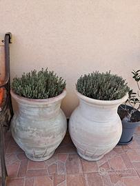 2 giare  in terracotta  con timo