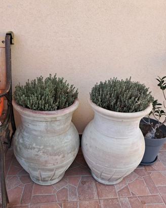 2 giare  in terracotta  con timo