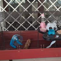 Gabbietta per criceti - misura 30x60