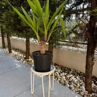 porta vaso con pianta 