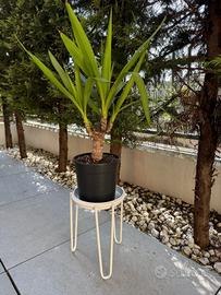 porta vaso con pianta 