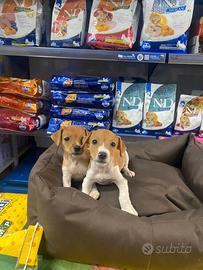 Jack Russell cuccioli