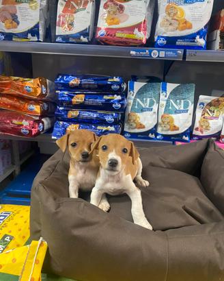 Jack Russell cuccioli