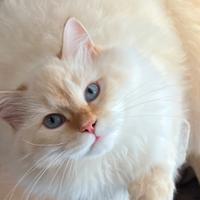 Gattino siberiano neva ipoallergenico pedigree