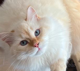 Gattino siberiano neva ipoallergenico pedigree