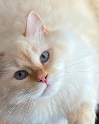 Gattino siberiano neva ipoallergenico pedigree