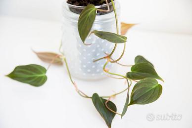 Philodendron scandens Micans