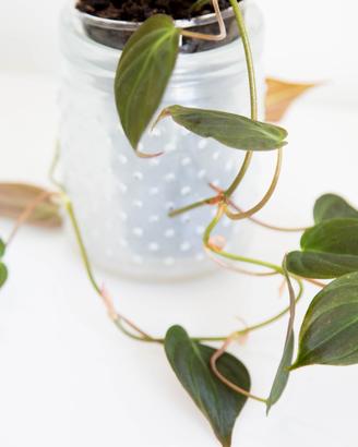 Philodendron scandens Micans