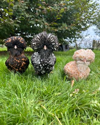 Galline Padovane
