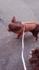 Chihuahua nato il 10 agosto 2025 dolcissimo e gioc