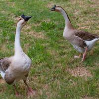 Coppia di Oche cignoidi