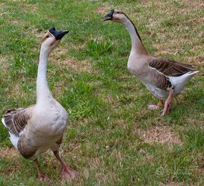 Coppia di Oche cignoidi