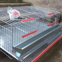 Gabbie per quaglie ovaiole