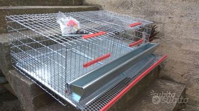 Gabbie per quaglie ovaiole