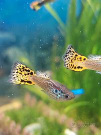 Pesci endler guppy