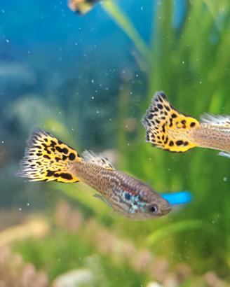 Pesci endler guppy