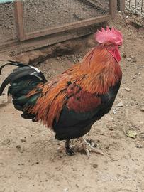 Gallo Marans puro