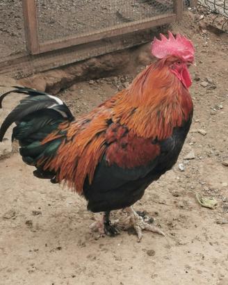Gallo Marans puro