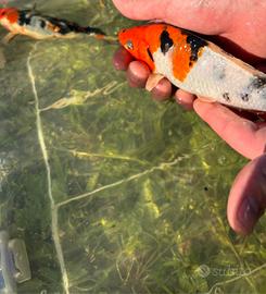 Carpe koi