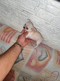 Chihuahua Toy femmina bianca