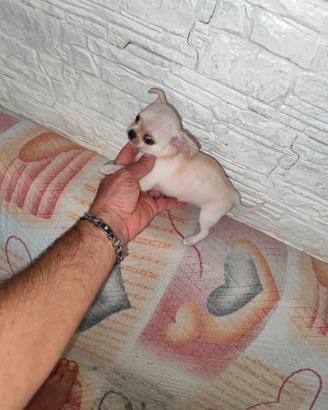 Chihuahua Toy femmina bianca