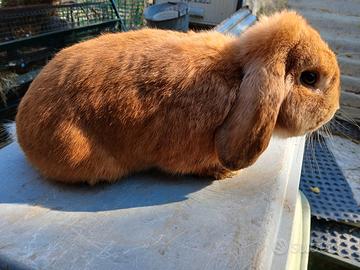 Coniglio nano ariete maschio